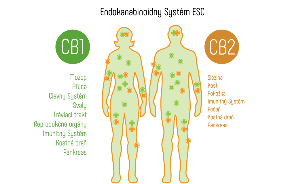 CBD_CB1_CB2_receptory